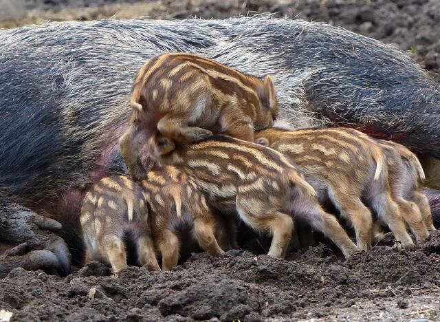 Wildschweine ... | Foto: Christel Wolter