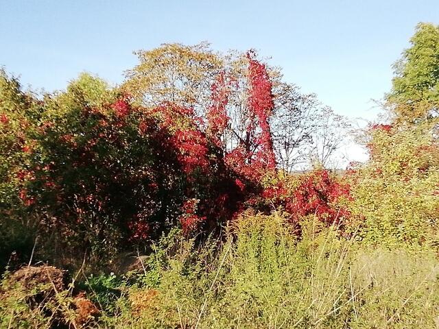 Herbstfarben in Nebra entdeckt bei unserem Spaziergang, zur Zeit ist ja Waldbaden voll angesagt !