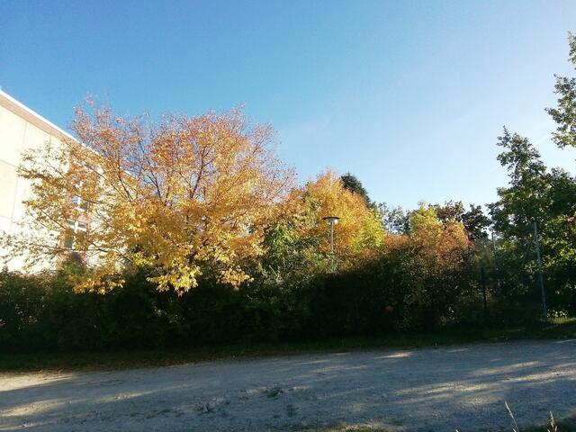 Herbstfarben in Nebra entdeckt bei unserem Spaziergang, zur Zeit ist ja Waldbaden voll angesagt !