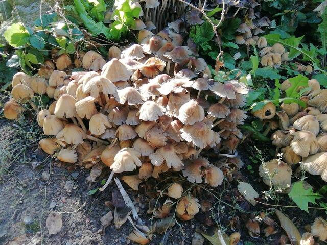 Herbstfarben in Nebra entdeckt bei unserem Spaziergang, zur Zeit ist ja Waldbaden voll angesagt !