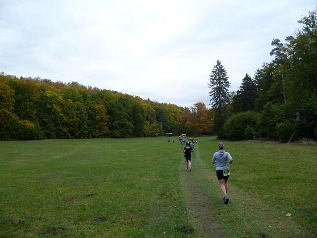 11 km: Eine Kuhweide im Wald. Also Achtung vor Hinterlassenschaften.