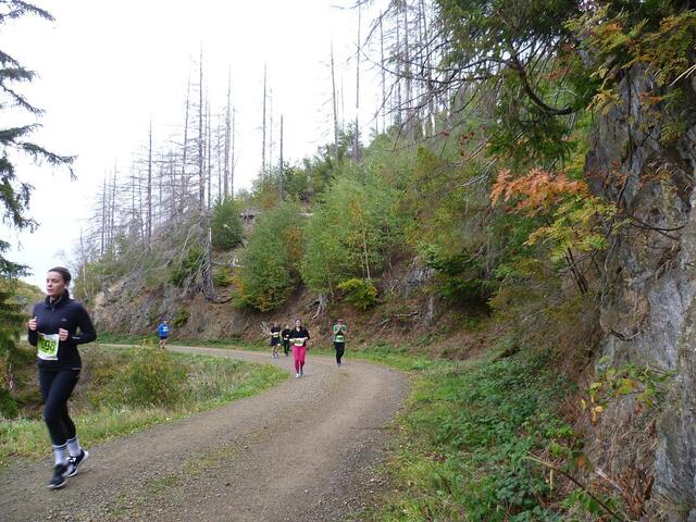 11 km: Die ersten Waldschäden werden sichtbar. Die Veränderungen nach einem Jahr fallen deutlich auf.