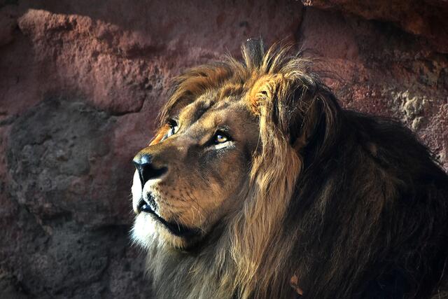 Fotosafari im Erlebniszoo Hannover