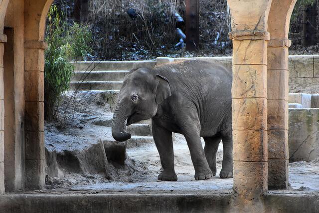 Fotosafari im Erlebniszoo Hannover