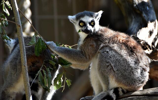Fotosafari im Erlebniszoo Hannover
