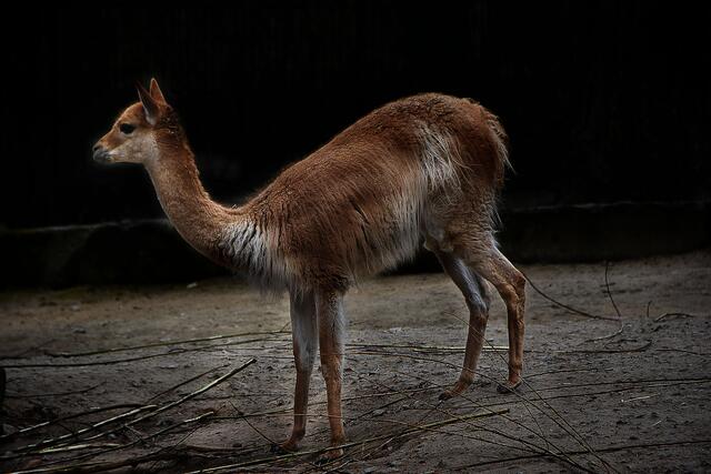 Fotosafari im Erlebniszoo Hannover