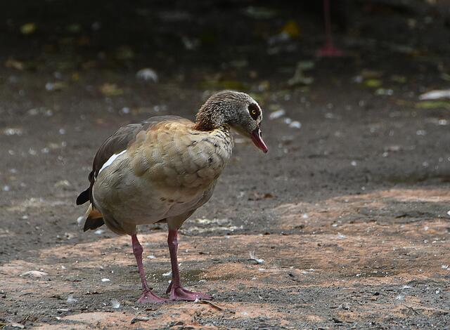 Fotosafari im Erlebniszoo Hannover