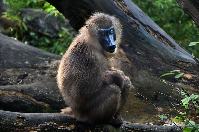 Fotosafari im Erlebniszoo Hannover