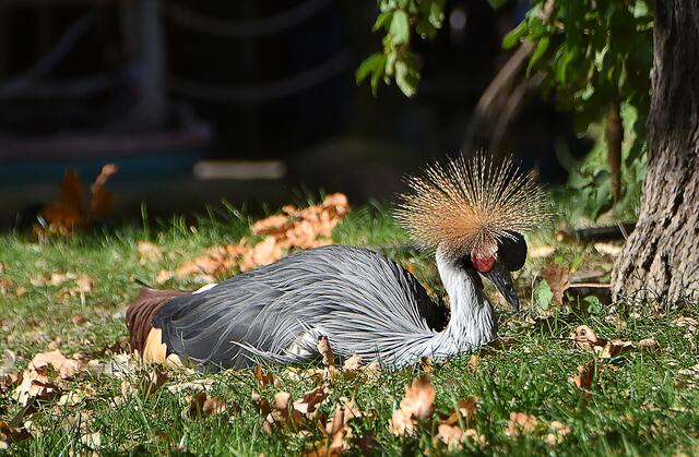 Fotosafari im Erlebniszoo Hannover