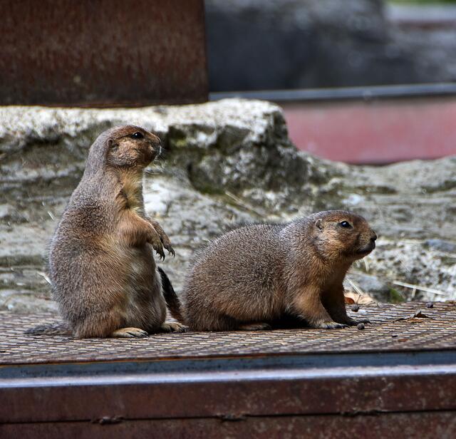 Fotosafari im Erlebniszoo Hannover
