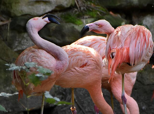 Fotosafari im Erlebniszoo Hannover