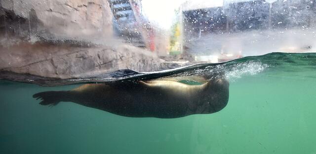 Fotosafari im Erlebniszoo Hannover