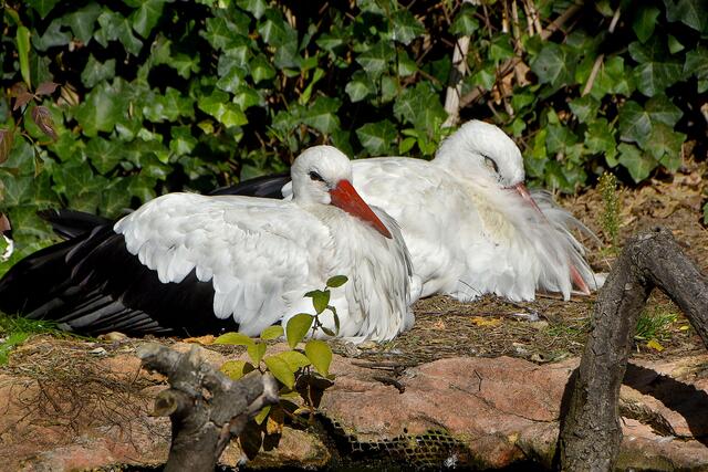Fotosafari im Erlebniszoo Hannover
