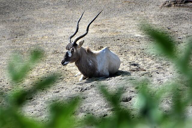 Fotosafari im Erlebniszoo Hannover