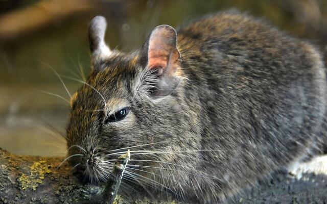 Fotosafari im Erlebniszoo Hannover