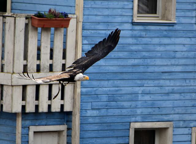 Fotosafari im Erlebniszoo Hannover