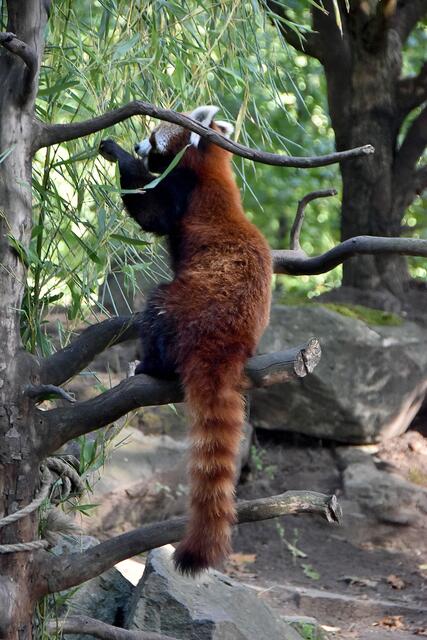 Fotosafari im Erlebniszoo Hannover