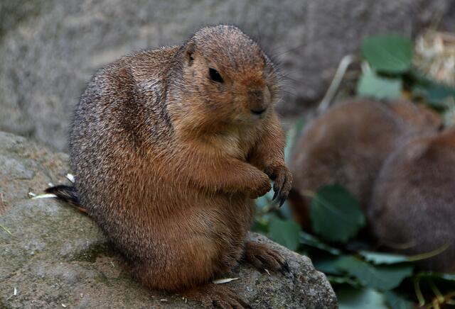 Fotosafari im Erlebniszoo Hannover