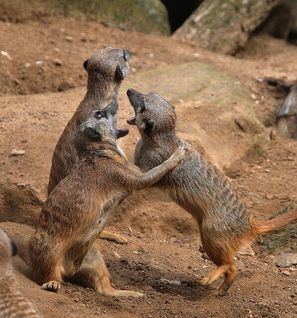Fotosafari im Erlebniszoo Hannover