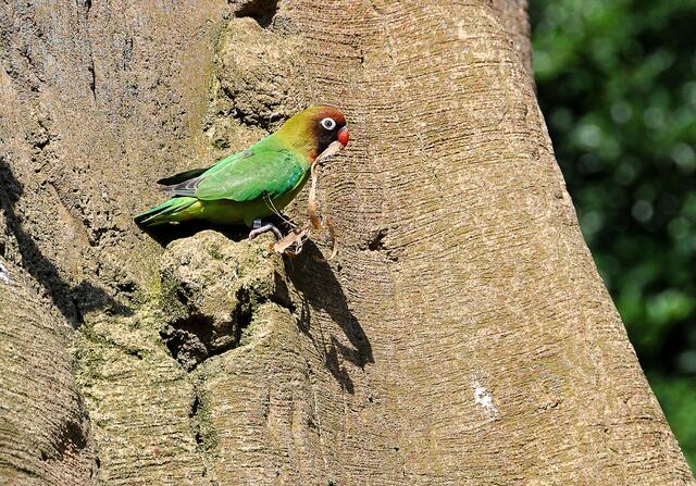 Fotosafari im Erlebniszoo Hannover