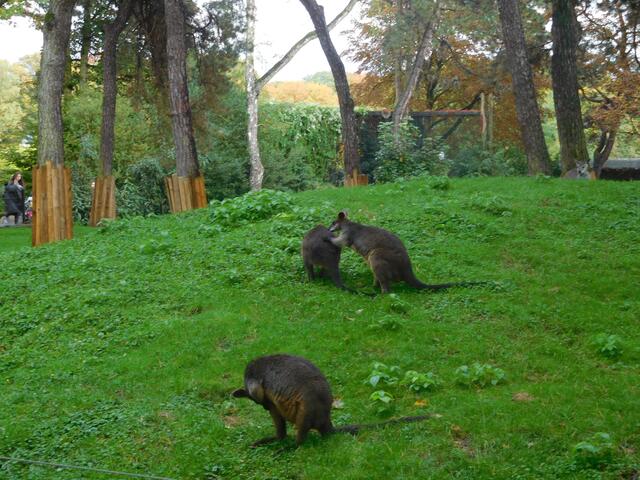 Eine Diskussion unter Kangurus