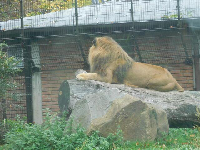 Ich bin der König der Tiere und mir entgeht nichts!
