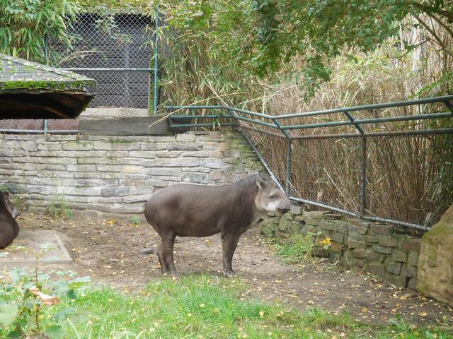 Ein Flachlandtapir