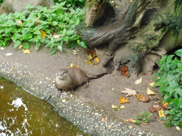 Gehe ich schwimmen oder lieber nicht?
