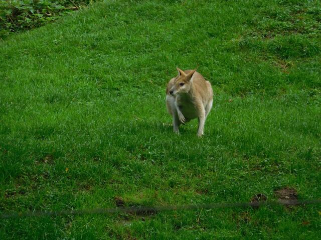 Warum gucken die Leute mich alle an?