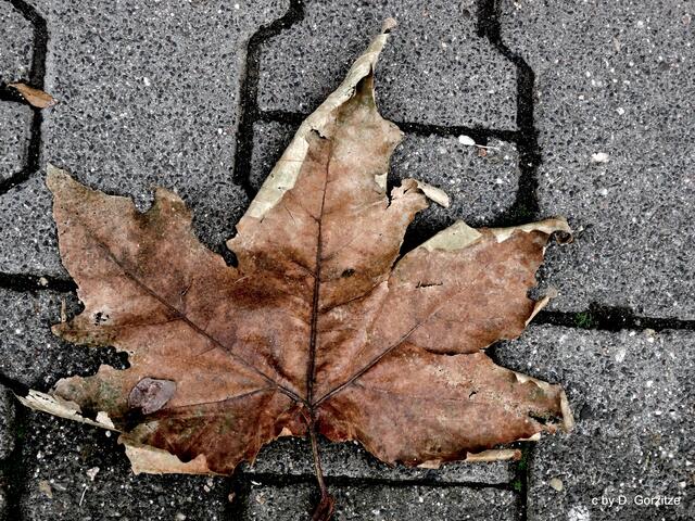 Blatt der Bastard Platane