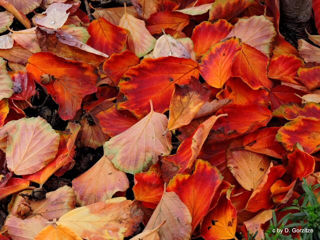 Herbstlaub vom Persisches Eisenholz (Parrotia persica)!