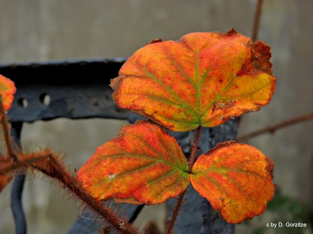 Herbst
