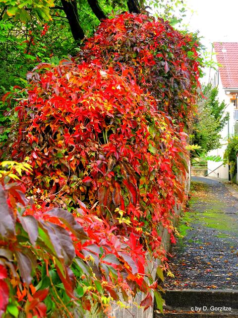 Wilder Wein