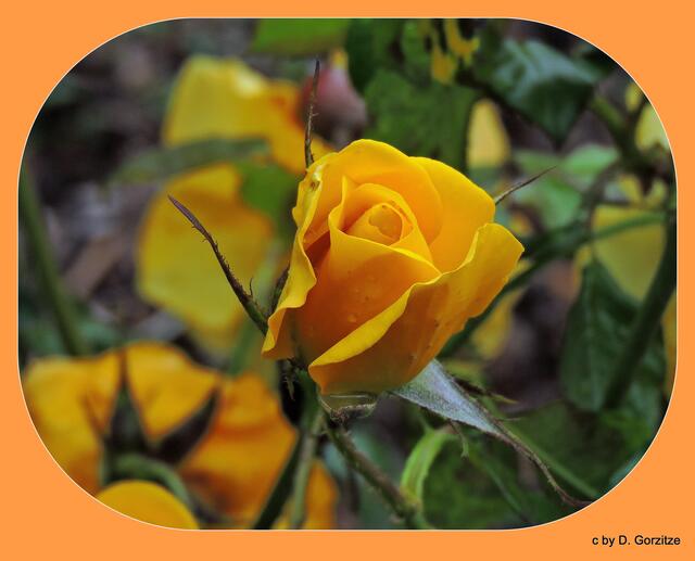 Rose in gelb !