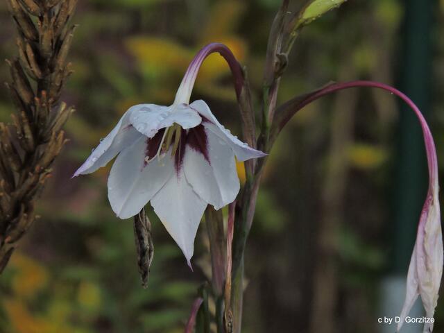 Abessinische Gladiole