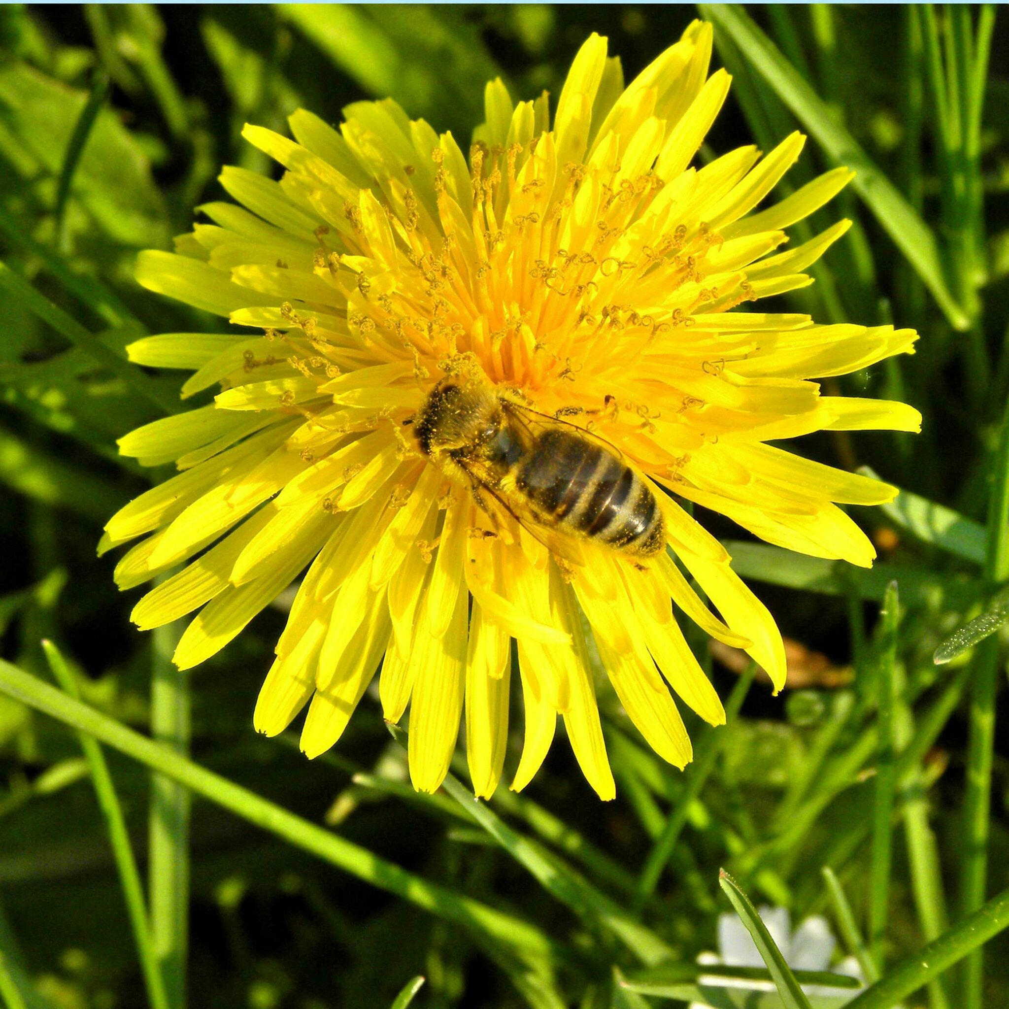 HerbstAktivitäten 2 Löwenzahn Langenhagen