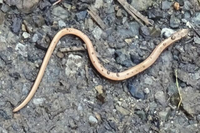 Blindschleiche mit Wassertropfen