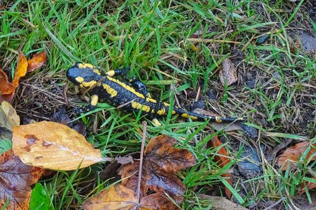 Feuersalamander an der Steinernen Renne