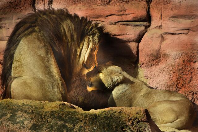 ... ein bisschen kuscheln ...