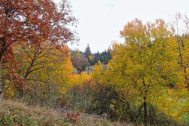 Herbst im Selketal