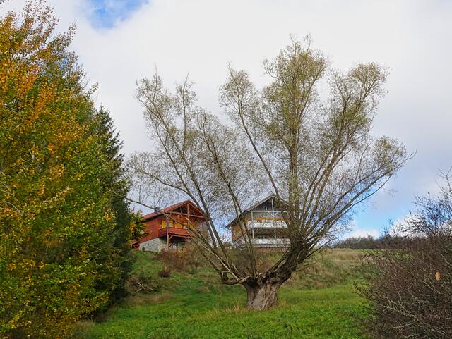 prächtiges Exemplar einer Kopfweide im Selketal