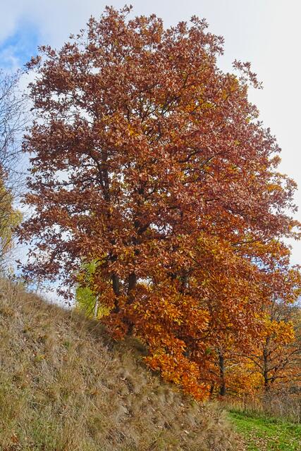 Buche am Selketal - Stieg