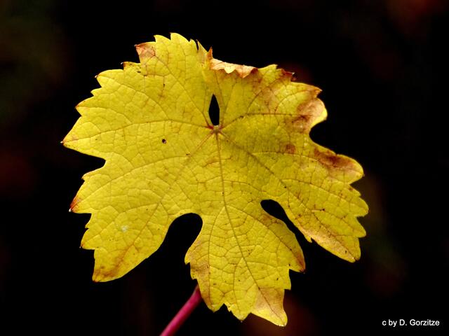 Weinblatt