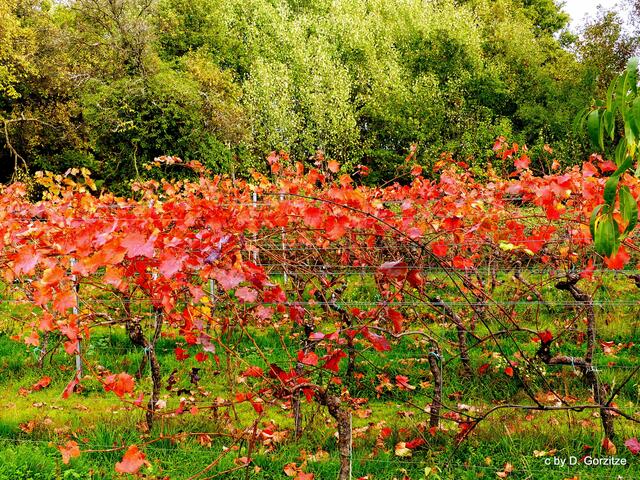 Wingert im Herbst