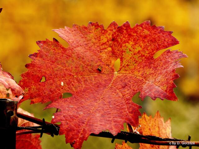 Rotes Weinblatt
