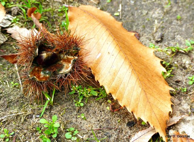Marone und Blatt