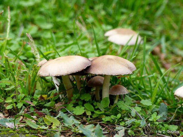 Pilze