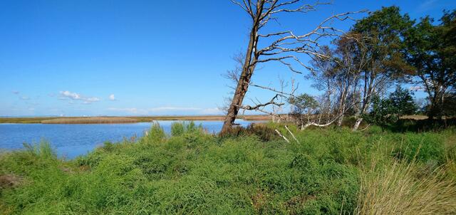Im schwimmenden Moor bei Sehestedt