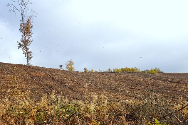 zum Aufforsten vorbereiteter Berghang im Selketal mit umherfliegendem Herbstlaub