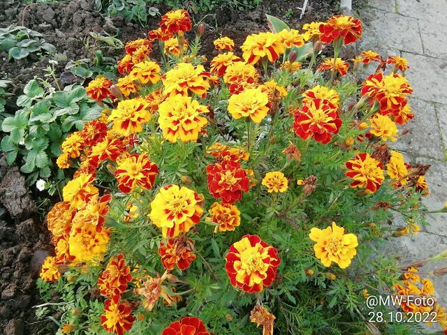 Studentenblumen blühen noch - 30.10.2022 !!! Gartenschau - Sonntagsbilder 2022 !!!   Temperaturen: Früh 6:16 11,3 Grad / 11:21h 15,3° / 13:33 h 21,9° plus